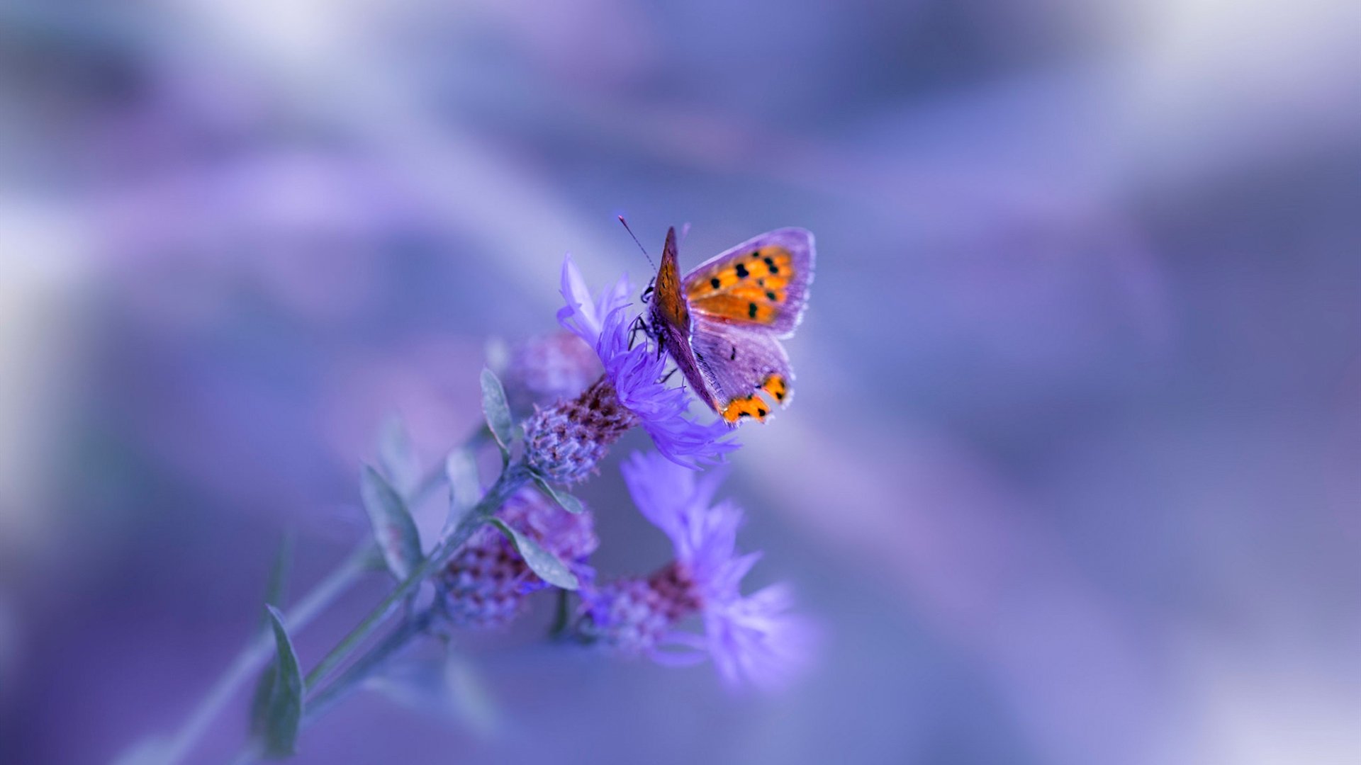 法比尼奥关键节点连续得分，里昂火力全开压制乌克兰劲旅